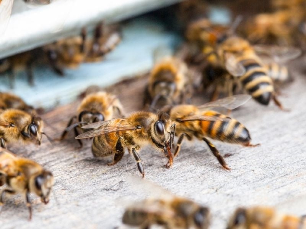 Φυσική συνέργεια: Μέλισσες &amp; βιταμίνες